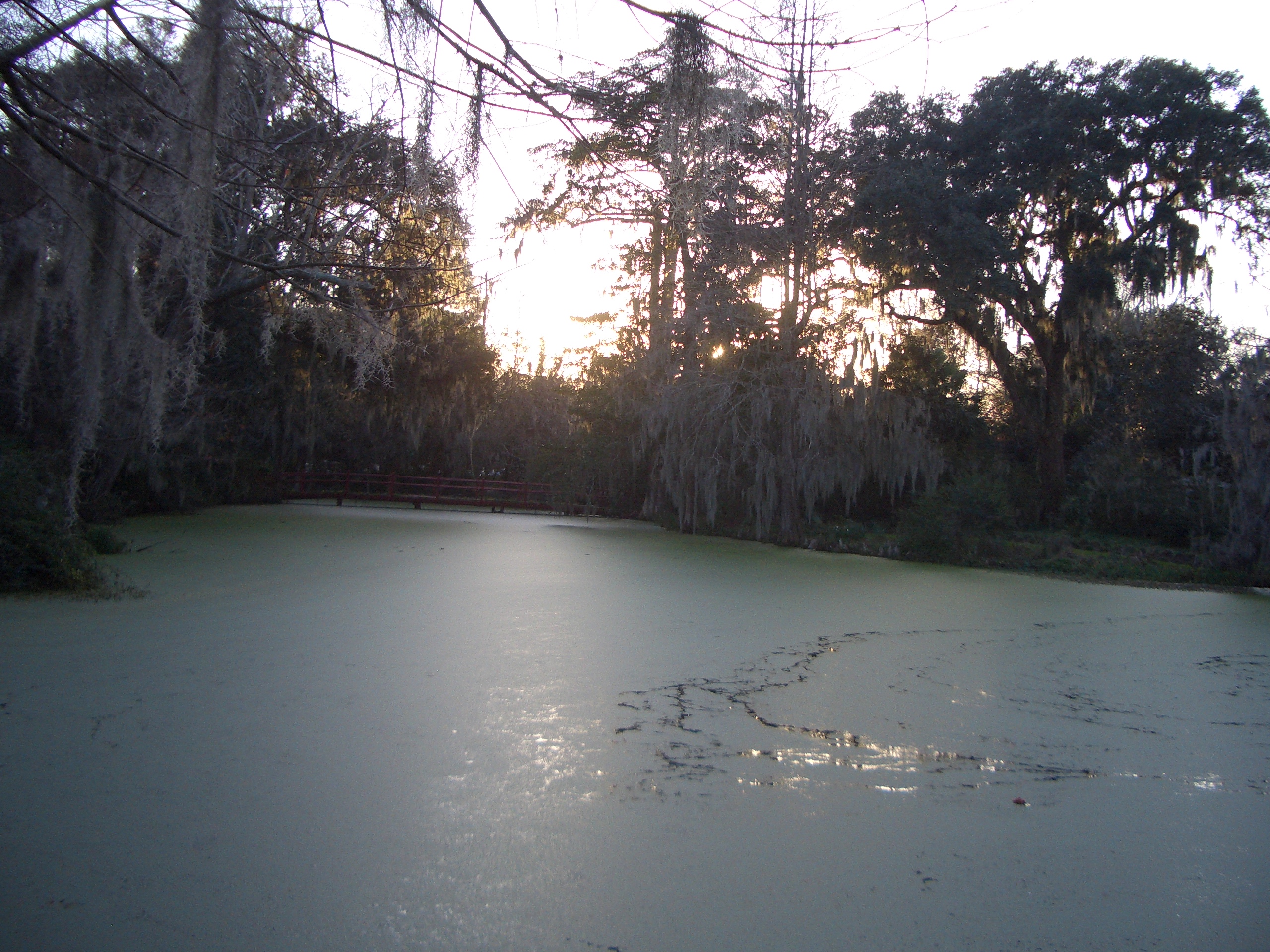 Swamp view of Magnolia Plantation